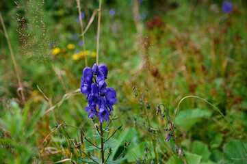Blue Aconite (Aconitum napellus) flowers blooming in the mountain.