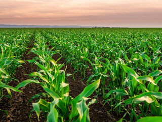 Green cornfield growing under a vibrant sunset sky