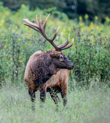 Large male elk looks towards the right listening for danger