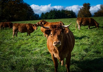 Vache rousse au pâturage