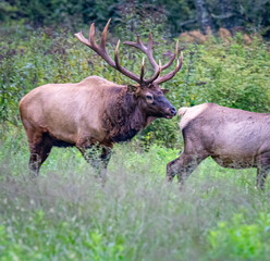 Fototapeta premium Large male elk sniffs a female to determine is she is ready to mate during the rut season