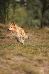 a wet shetland sheepdog sheltie dog running on a grassy field