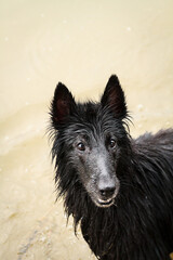 Fototapeta premium a wet black groenendael belgian shepherd dog standing in shallow water