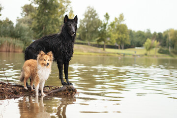 two dogs a black groenendael belgian shepherd and a shetland sheepdog dog standing on the beach next to a lake