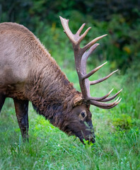 Right profile shot of large male elk with huge rack in Cataloochee in NC