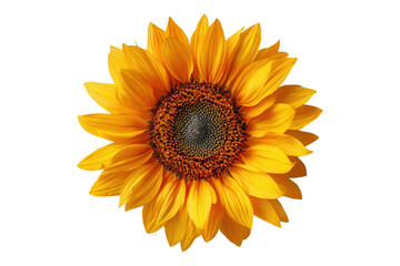 Fototapeta premium Vibrant Sunflower Bloom with Detailed Petals