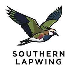 Southern Lapwing Flying Vector Illustration