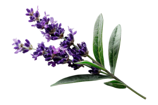 Fresh Lavender Sprig Arrangement with Fragrant Flowers