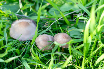 Mushrooms in nature, against the grass, close-up macro.