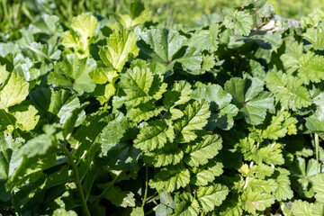 green leaves in the garden
