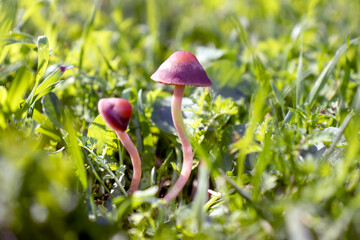 Mushrooms in nature, against the grass, close-up macro.