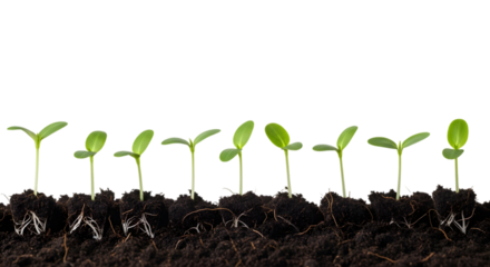 Row of young plant sprouts emerging from soil, isolated on transparent background