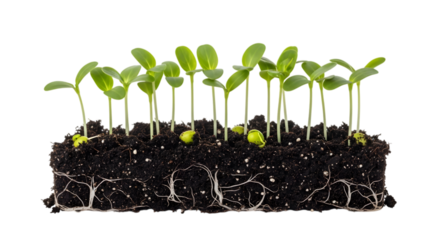 Seedlings growing from dark soil with visible root system, isolated on transparent background