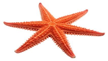 Coral starburst PNG isolated on transparent background, burst shape graphic element for design and decoration use, abstract sun shape
