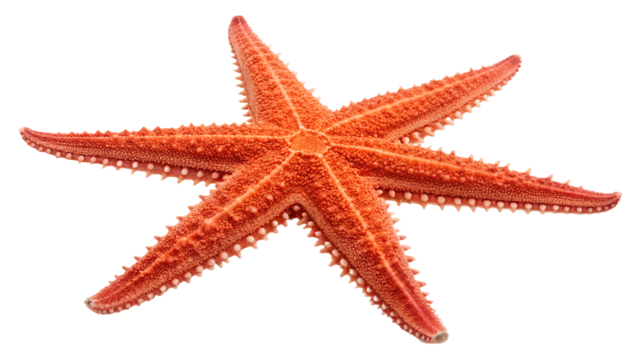 Coral starburst PNG isolated on transparent background, burst shape graphic element for design and decoration use, abstract sun shape
