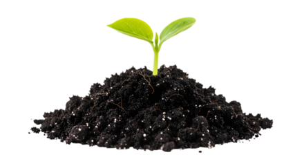 A small green seedling growing from a mound of dark soil, isolated on transparent background