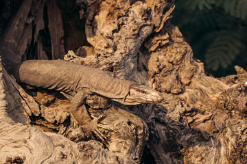 monitor lizard closeup on the trunk whole of tree