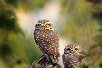 owl pair perched on branch