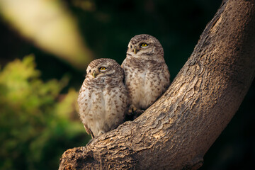 paired owlets on tree branch