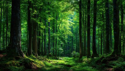 Fototapeta premium Scenic Vista Of The Lush Summer Beech Forest: Sunlight Filtering Through Towering Trees. Embracing Environmental Conservation, Ecological Balance, And Serene Ecotourism. Picturesque Idyll.