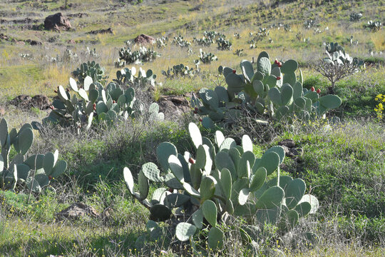 Figuier de Barbarie (Opuntia ficus-indica), &icirc;le de la Grande Canarie, Espagne.