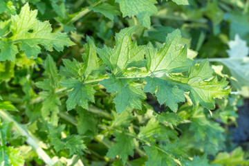 Sunlit thistle leaf shows its serrated edges and fine hairs against a soft green background. Close-up of fresh foliage in spring.
