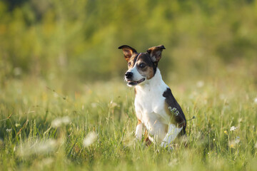 A small dog sits upright in green grass, ears perked and gaze focused on something ahead. © Anna Averianova