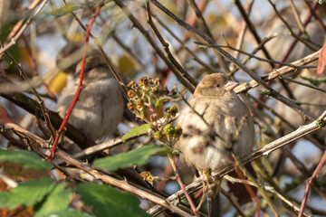 Two house sparrows rest in a bramble bush, surrounded by thorns and ripe berries. The sunlight falls softly on their pale plumage.