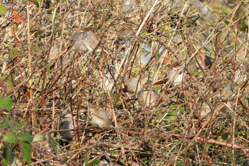 A flock of sparrows Passer sp. huddles in a dense bramble thicket. The small birds puff up their feathers in the winter sun.