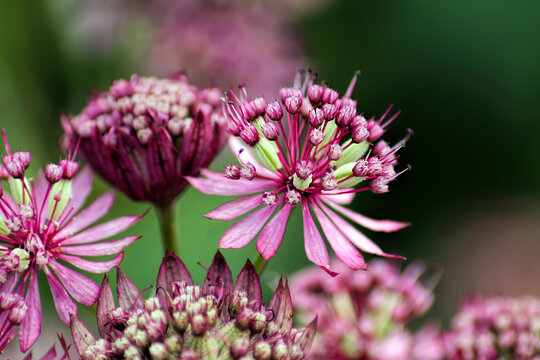 Delicate pink meadow flowers with thin petals, close-up on a green background