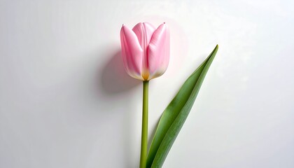Close-up of a single, vibrant pink tulip on a white background