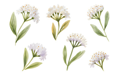 Botanical white statice blossoms watercolor texture. Watercolor white limonium flowers.