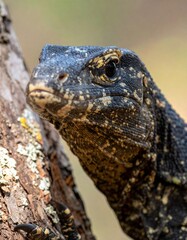 Obraz premium Close-up of a reptile's head and eye, perched on tree bark