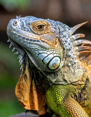 Fototapeta premium Close-up of a reptile's head with detailed scales and vibrant colors