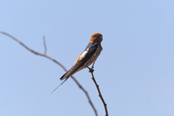 Lesser Striped Swallow (Cecropis abyssinica). Taken in Kruger National Park, South Africa.