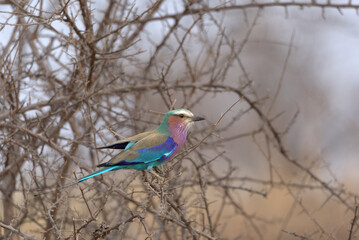 Lilac-breasted Roller (Coracias caudatus). Taken in Kruger National Park, South Africa.