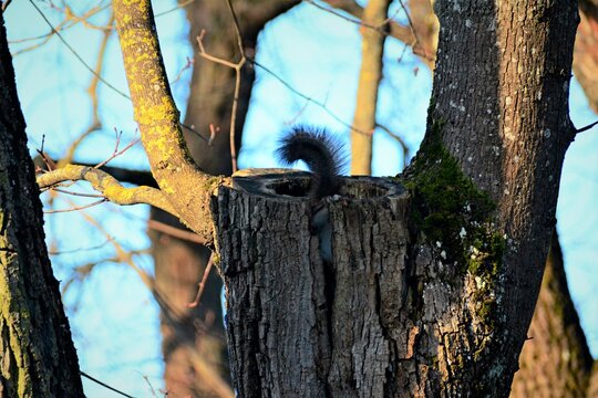 squirrel on a tree