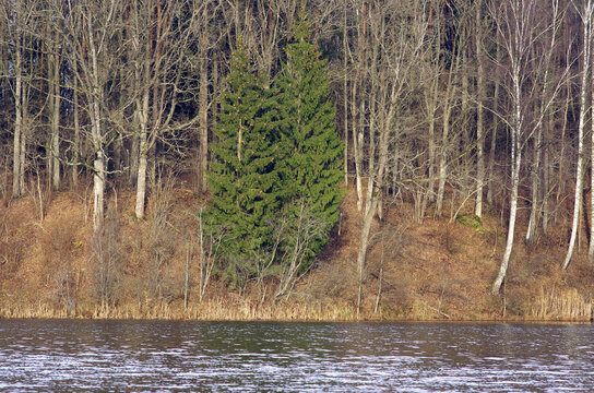 Autumn trees without leaves by the pond  in the forest