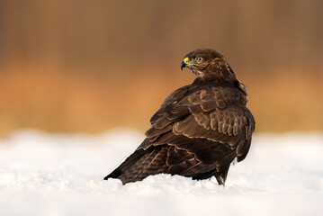 Common buzzard bird ( Buteo buteo )