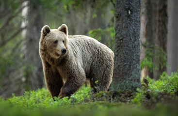 Obraz premium Wild brown bear ( Ursus arctos )