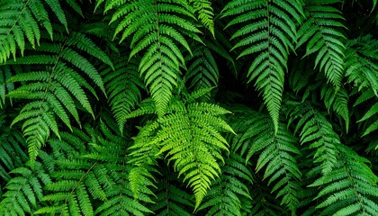Fototapeta premium Lush Green Ferns - A Vibrant Natural Background.