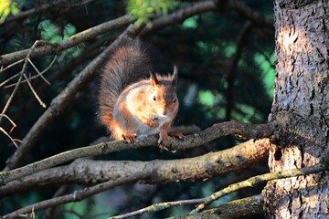 squirrel on a tree