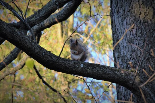 squirrel on tree - Powered by Adobe
