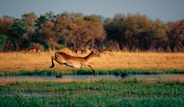 Red lechwe jumping
