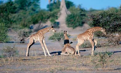 giraffe calves in the savannah
