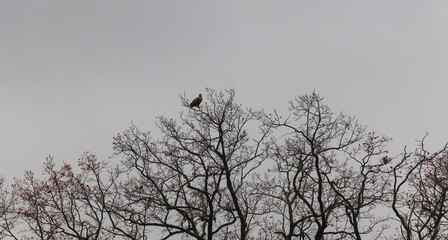 Golden eagle, aquila chrysaetos bird sitting on bare treetop with dark overcast sky. Czech wildlife animal background