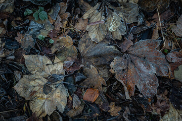 Close up of fallaen leves on ground in autumn