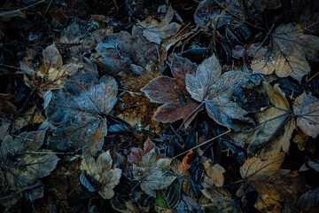 Close up of fallaen leves on ground in autumn