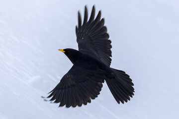 Alpine chough flying over snow in the Stelvio National Park, Italian Alps