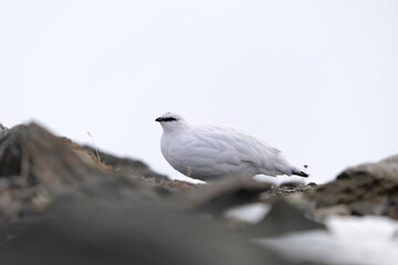 Rock ptarmigan resting on alpine rocks in winter, Stelvio National Park